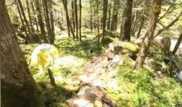 东莞枯树爆料事件视频播放,真相与反思