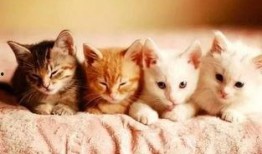 吃瓜的小猫小说免费阅读,揭秘娱乐圈背后的秘密