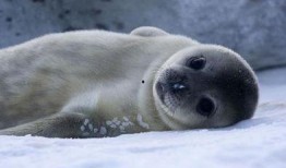 海豹07最新爆料