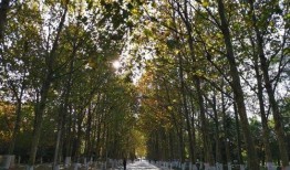 东莞枯树爆料事件视频播放,真相与反思