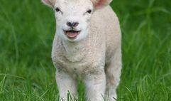 灰小羊爆料视角视频下载,视频下载背后的秘密大公开