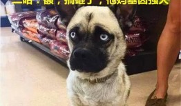 巴哥赤犬爆料视频