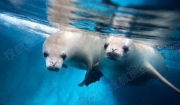 海豹07最新爆料