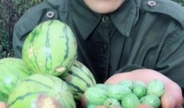 全网都在吃小瓜的网红,揭秘“小瓜”网红背后的故事