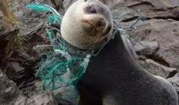 海豹07最新爆料