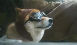 男人日狗电影在线观看,一场禁忌的视觉盛宴