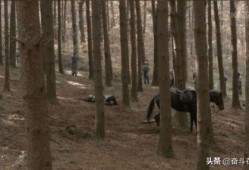 东莞枯树爆料事件视频播放,真相与反思