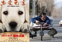 男人日狗电影在线观看,一场禁忌的视觉盛宴